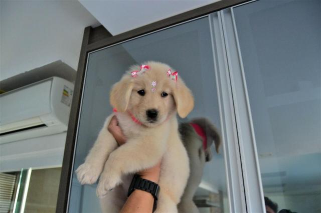 Golden Retriever filhotinhos bem tratados