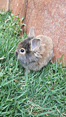 Coelhos Mini