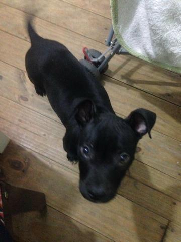 Vendo um Pitbull