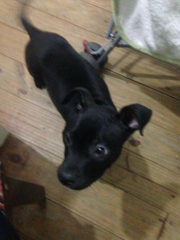 Vendo um Pitbull - Foto 4