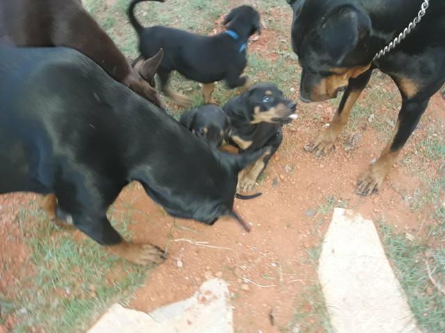 Dobermans europeu - Foto 2