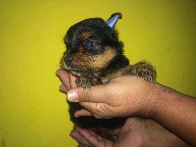 Yorkshire terrier - Foto 3