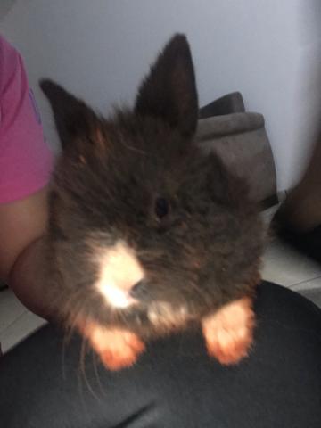 Mini coelhos lion