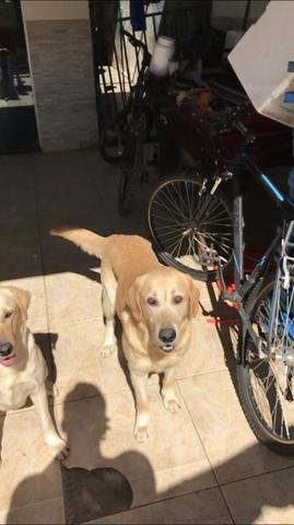 Filhotes de labrador - Foto 5