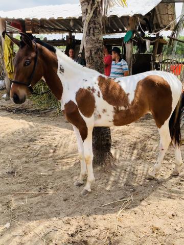Vendo potra pampa!!! - Foto 3