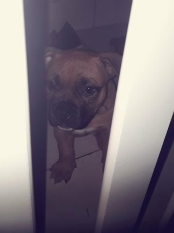 American bully - Foto 2