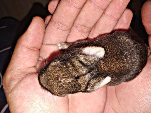 Coelhos Mini - Foto 3