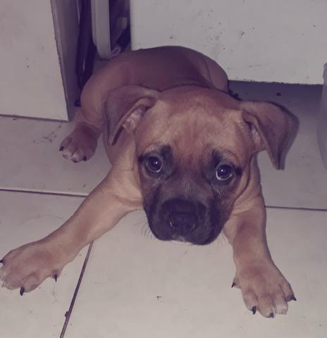American bully
