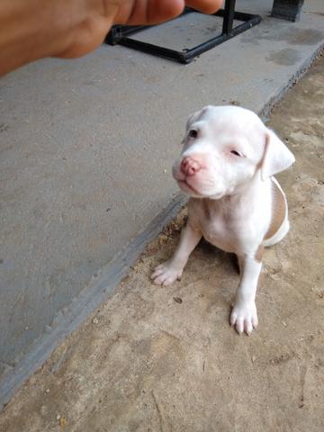 Pit bull - Foto 6
