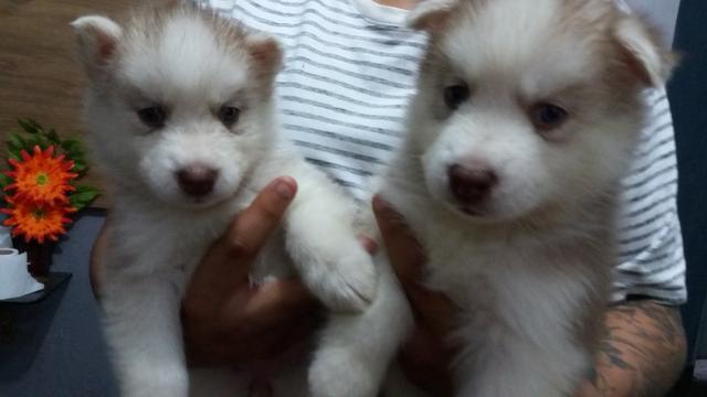 Filhote Husky Siberiano