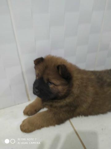 Vendo