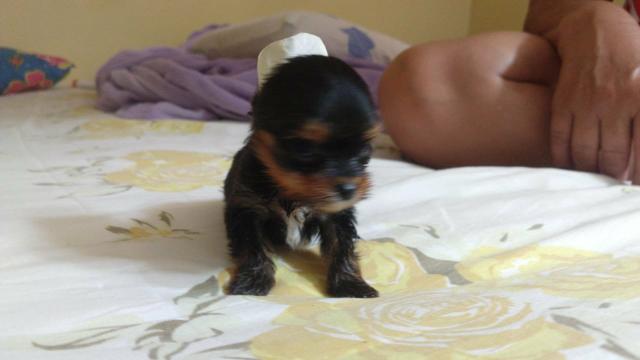 Yorkshire Toy