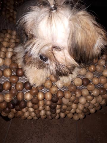 Shih tzu macho