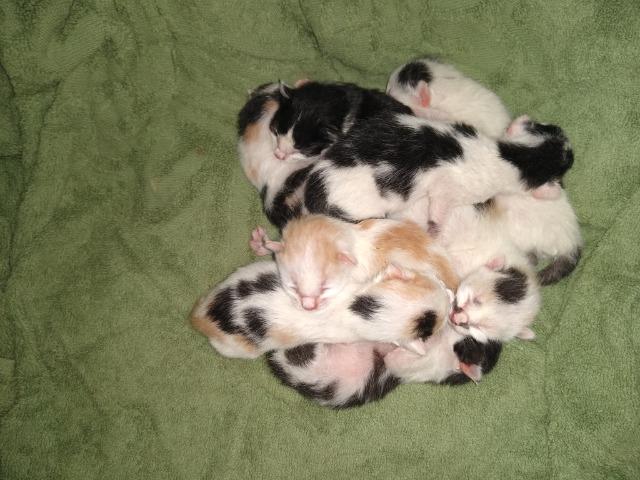 Gata com seus oitos filhotes recém nascidos - Foto 2