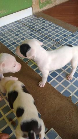 Pit bull - Foto 3