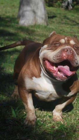 American bully