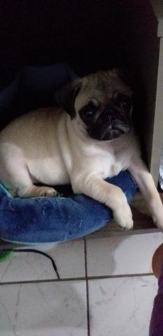 Vendo filhote de pug 2 meses - Foto 5