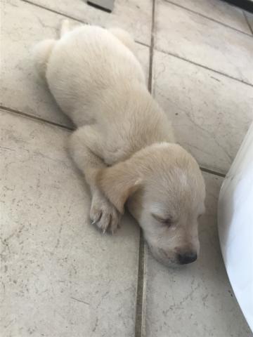 Filhotes de labrador