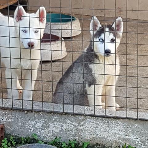 !!!! HUsky Siberiano Ultimos Machos !! Aproveite !!! - Foto 4