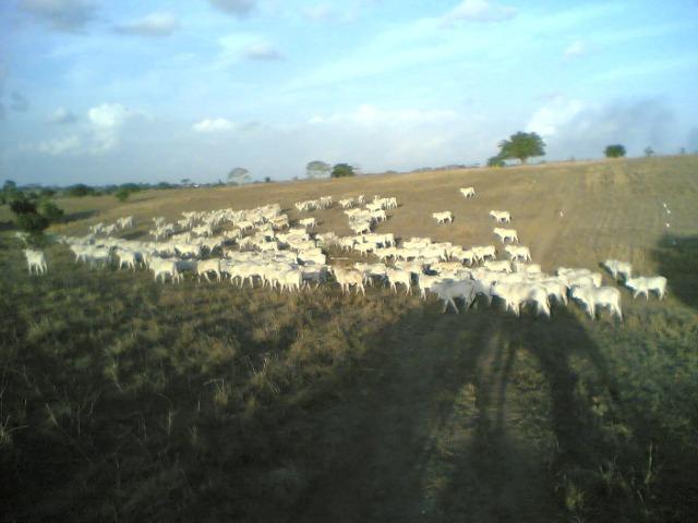 Cumaru=Vend. 15 mil p-Hect. Fazenda =Casa,Energia,Água,Piscina e muito mais - Foto 3