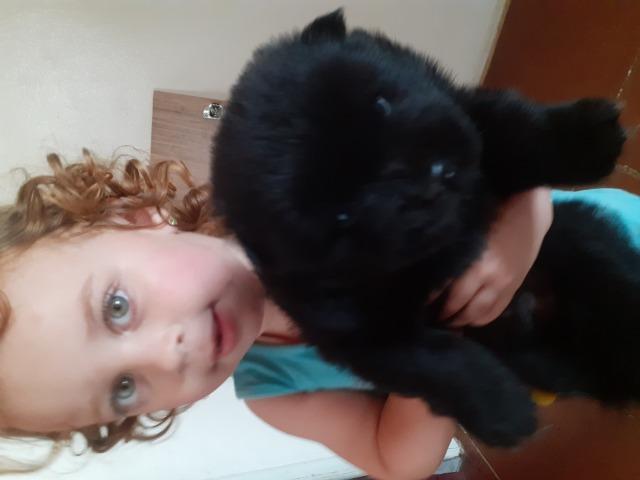 Chow chow - Foto 2