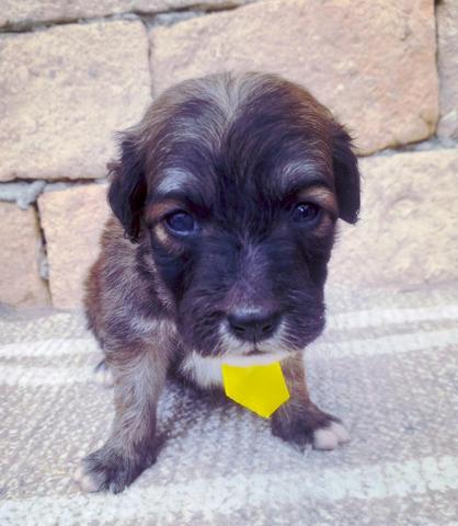 Lindos valor 130 poodle com york - Foto 2