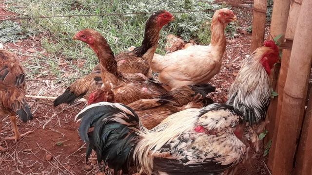 5 galinhas e 1 galo índio gigante - Foto 3