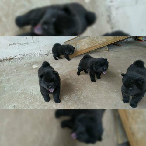 Vendo filhotes de Chow Chow - Foto 3
