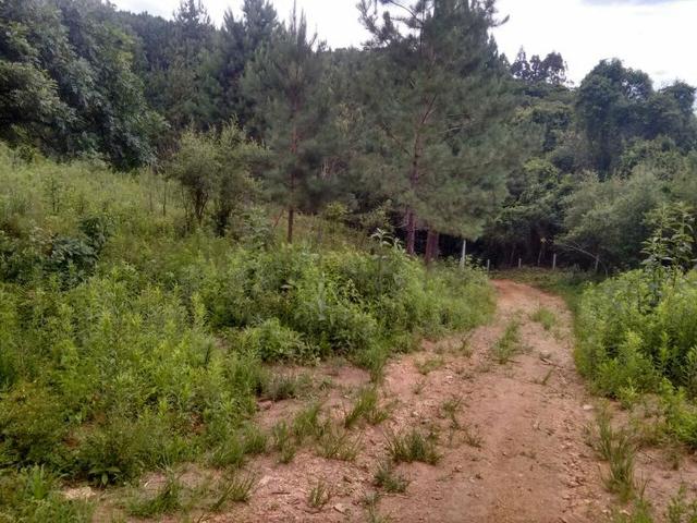 Terreno em Mandirituba