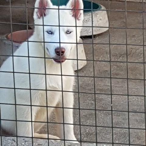 !!!! HUsky Siberiano Ultimos Machos !! Aproveite !!! - Foto 3