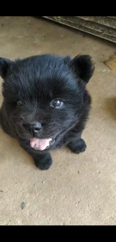 Vendo filhotes de Chow Chow - Foto 5