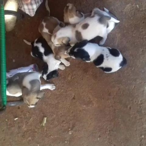 Lindos dalmata x labrador só 100 cada entregamos - Foto 2