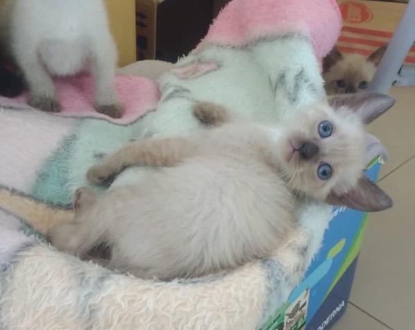 Gatinhos para ADOÇÃO responsável - Foto 5