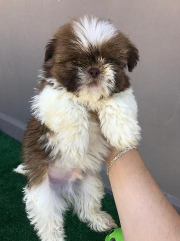 Shitzu com pedigree e microchip - Foto 5