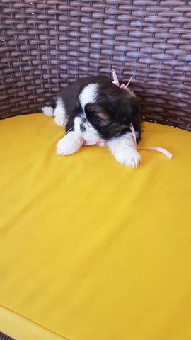 Filhotes de shihtzu - Foto 3