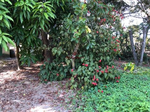 Ótima casa condomínio nossa fazenda - Foto 13