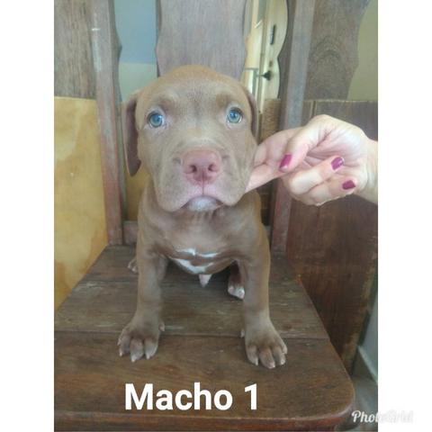 Filhotes de Pit Monsters com Pedigree