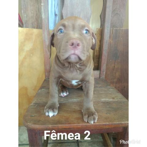Filhotes de Pit Monsters com Pedigree - Foto 3