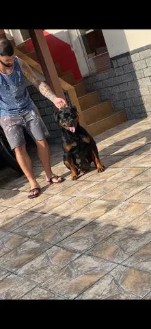 Filhotes disponíveis de Rottweiler  - Foto 3