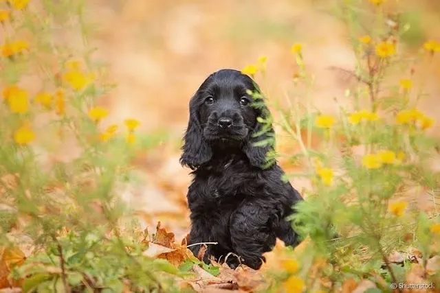 Filhote de Cocker Spaniel Inglês Melhor Preço Espírito Santo - Filhote de  Cocker Spaniel Inglês Dourado - Encrenquinhas