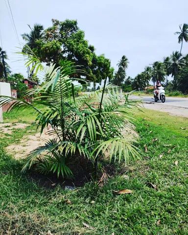Mudas de açaí BRS Pai D?egua variedade Embrapa Amazônia Oriental