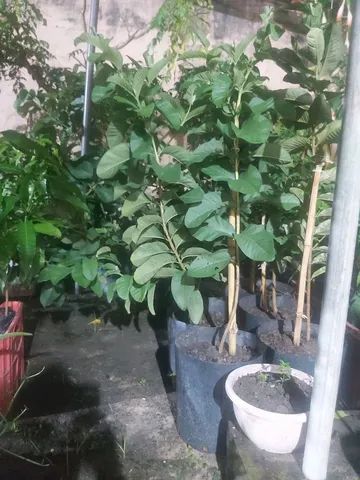 Muda enxertada Goiaba Tailandesa vermelha  - Foto 2