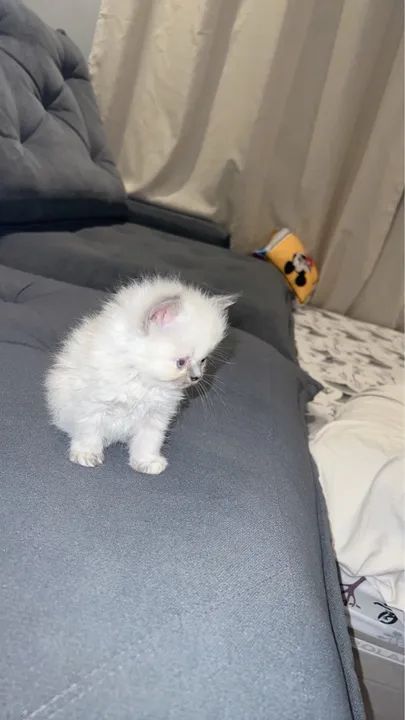 Filhote de Gato Persa - Foto 5
