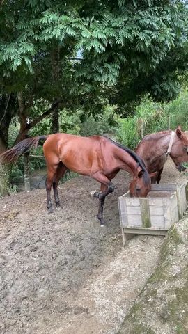 Garanhão Puro sangue Árabe - Foto 4