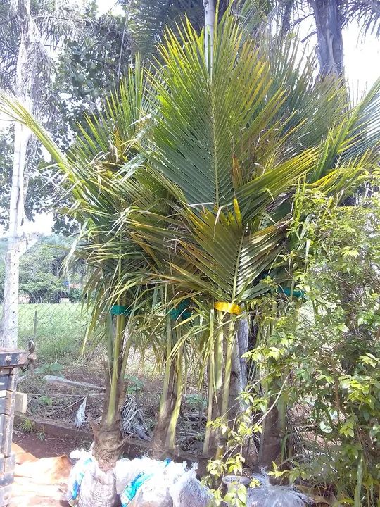 Coco anão 620 reais - Foto 2