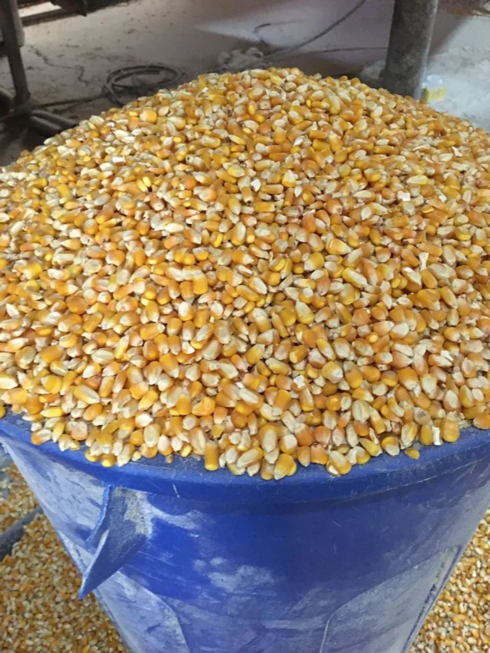 Milho Safra Nova,Quirera de Milho moído ,Farelo de Soja moído direto do produtor 