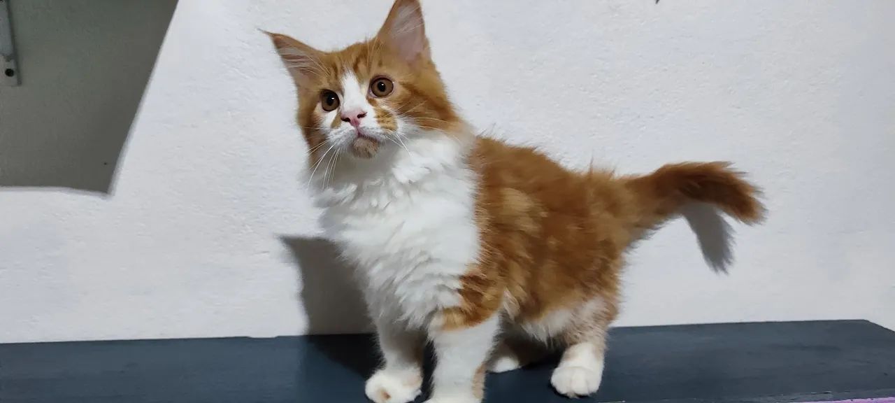 Maine coon filhotes 