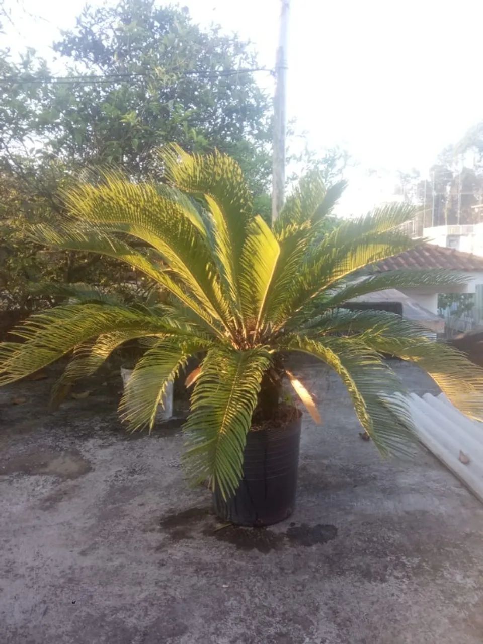 Muda de Palmeira cica Adulta