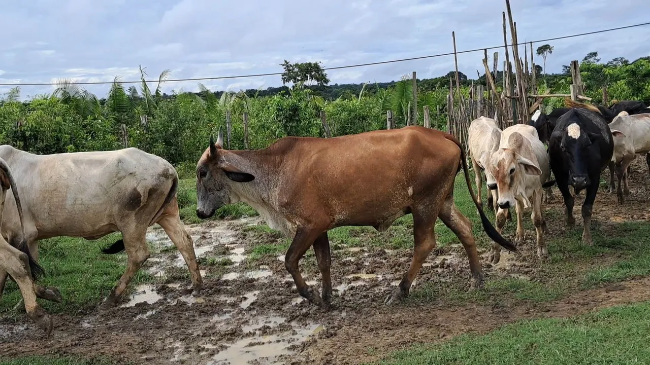 Novilhas Girolandas Leiteiras