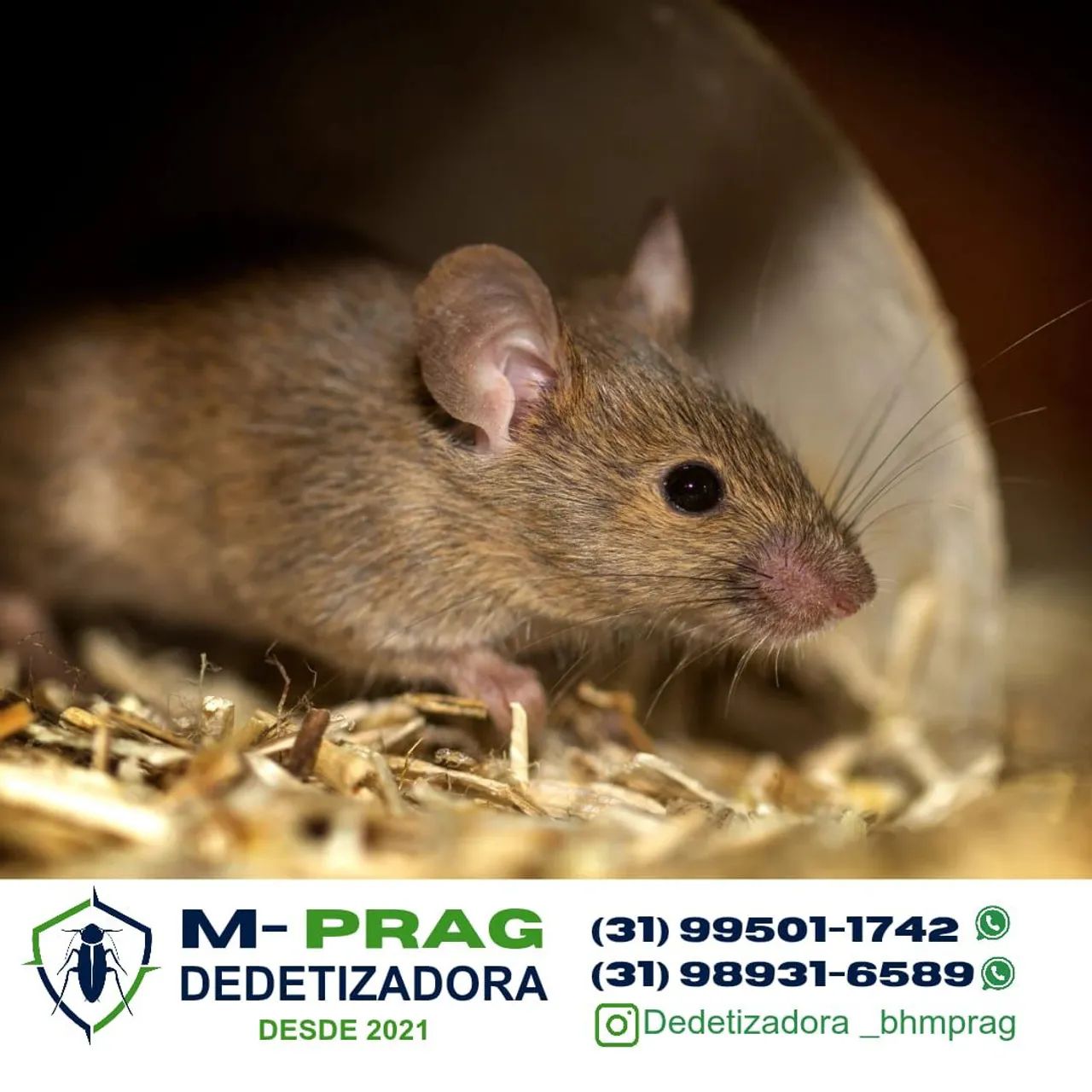 M-PRAG DEDETIZADORA - Controle de Pragas Urbanas  - Foto 3